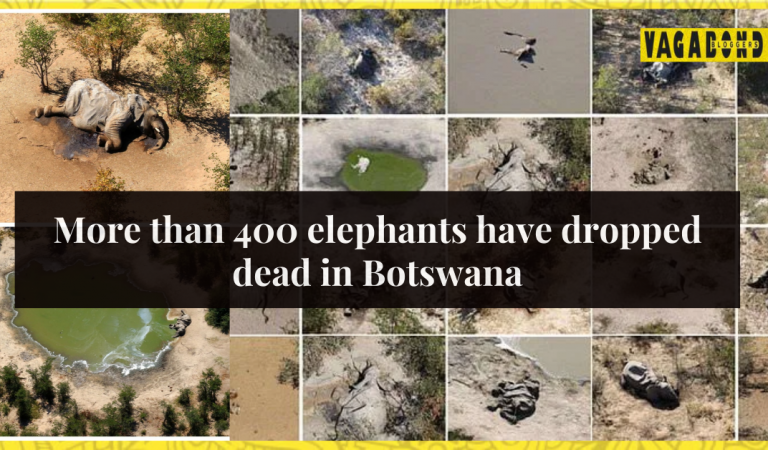 Hundreds of Elephants Have Died in Botswana.