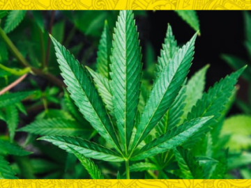 Legalization of Marijuana