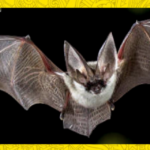 Myth about bats
