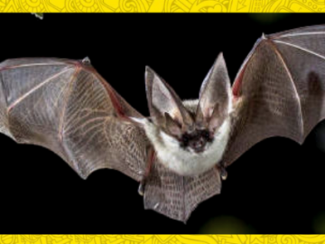 Myth about bats